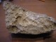Fosili školjki u kamenu ( 2 ) slika 1