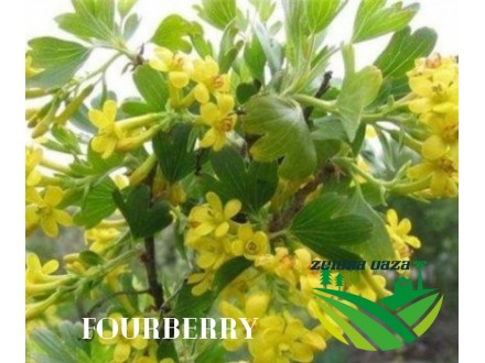 Fourberry-reznica
