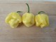 Giant Habanero White - 20 semenki chili paprike slika 1