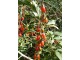 Godži bobice, sadnica u saksiji slika 2