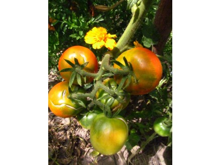 Grenada orange chery, paradajz, seme 10 komada
