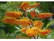 Grevillea robusta - Svileni hrast (seme) slika 1
