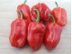Habanero Gambia Red - Chili pepper 20 semenki
