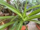 Hlorofitum,zeleni,pauk biljka slika 3