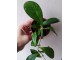 Hoya Crassipetiolata `splash` -reznica slika 1