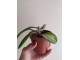 Hoya Obovata variegata slika 2