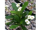 Hristov trn - Euphorbia milli BELA