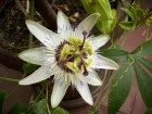 Hristov venac - Passiflora caerulea 2.god.