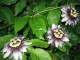Hristov venac - Passiflora edulis slika 3