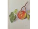 Jabuka - Jugoslovenska pomologija - nauka o jabuci slika 5
