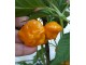 Jamaican Hot Yellow - Chili pepper 20 semenki slika 3
