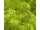 Japanski javor (seme) Acer palmatum slika 1