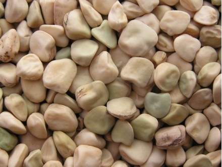 Jari grah-šoder pasulj 100 semena
