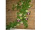 KOBEA (Cobaea scandens) - 5 SEMENA slika 2