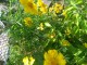 Kadifa žuta sa redom latica cveće seme organsko bio baš slika 2
