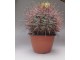 Kaktus Ferocactus viridescens slika 1