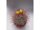 Kaktus Ferocactus viridescens slika 3