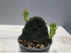 Kaktus Indijska smokva 3 (Opuntia humifusa)