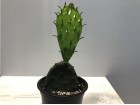 Kaktus Indijska smokva 4 (Opuntia humifusa)