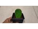 Kaktus Indijska smokva (Opuntia humifusa) slika 1