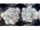 Kaktus - Mammillaria prolifera v. haitiensis slika 1