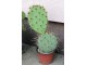 Kaktus - Opuntia Cyclodes (zimootporna vrsta) slika 1