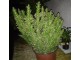 Kaktus Subulata Monstrose 2 Pelcera slika 1