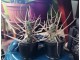 Kaktus - Tephrocactus Articulatus var. Papyracanthus slika 1