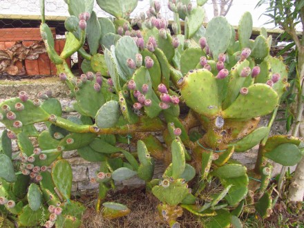 Kaktus iz roda Opuntia (No.1) , seme