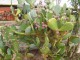 Kaktus iz roda Opuntia (No.1) , seme slika 1