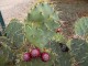 Kaktus iz roda Opuntia (No.2) , seme slika 1