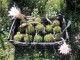 Kaktusi Echinopsis slika 3