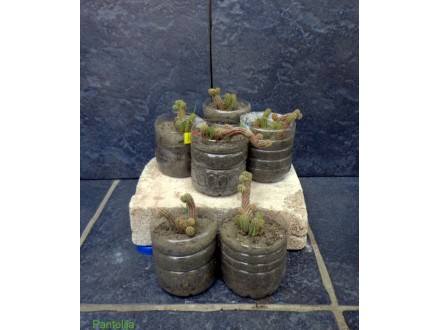 Kaktusi set - Schamacereus (zmijice)