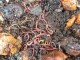 Kalifornijske gliste, malo leglo, oko 200 kom. slika 1