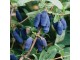 Kamčatska borovnica (Lonicera caerulea) 20 semena slika 3