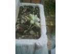 Kameni cvet - Echeveria - mala biljka