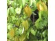 Karambola (Starfruit) 5 semenki slika 3