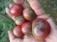 Kazačka, stara ruska sorta paradajza, seme slika 2