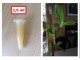 Keiki pasta 1.5 ml za razmnozavanje orhideja slika 1