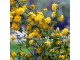 Kerria japonica – pleniflora 1.god. slika 4