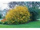 Kerria japonica – pleniflora 2.god slika 4
