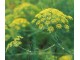Komorac divlji - Foeniculum vulgare (seme) slika 1