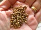 Korijander krupnog semena iz Indije, 30 komada slika 1