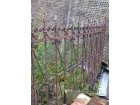 Kovana metalna ograda stara preko 100 godina