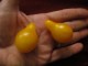 Krupne žute kruščice, seme, 10 komada slika 1