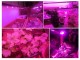 LED CHIP 50W za uzgoj biljaka u zatvorenom prostoru slika 2
