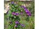 Ladolez - Ipomoea grandiflora - ljubicasti slika 1