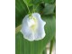 Leptir grašak belog cveta, RETKO,  seme 5 komada slika 1