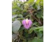 Leptir grašak ljubičastog cveta, RETKO, seme 5 komada slika 1