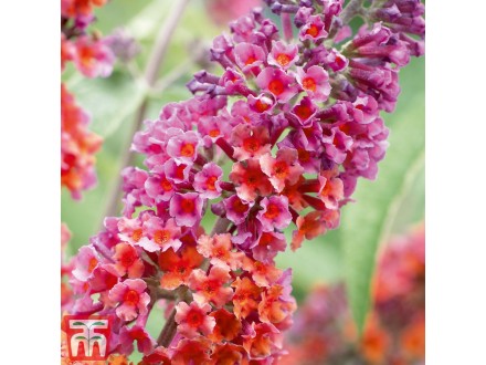 Letnji jorgovan - Budleja Weyera Flower Power